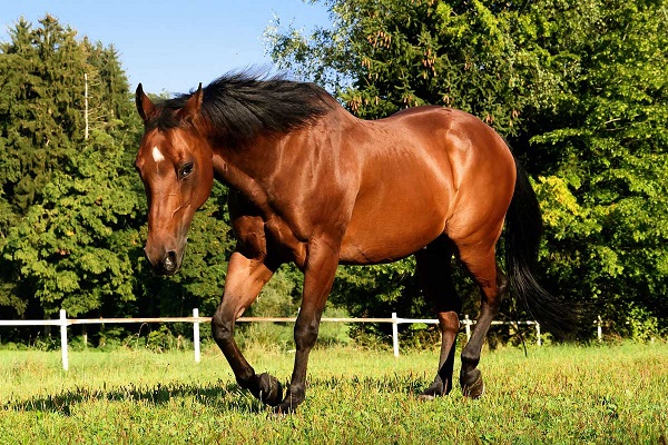 american-quarter-horse