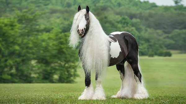 stunning-horse