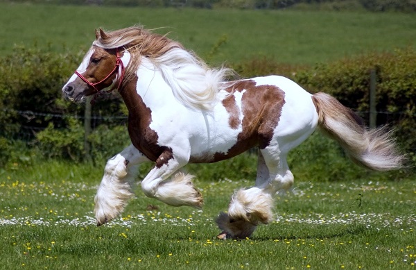 beautiful-horse